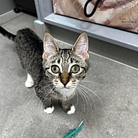 adopt a pet