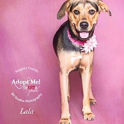 Thumbnail photo of Lala #2