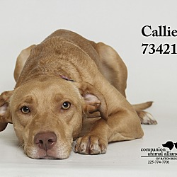 Thumbnail photo of Callie  (Foster Care) #1