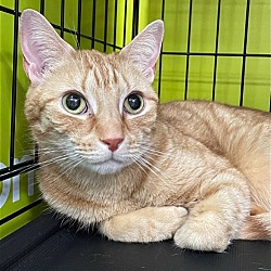 Photo of Hawkeye