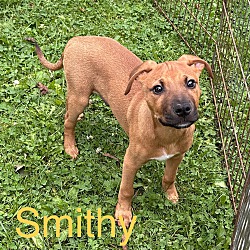Photo of Smithy