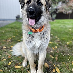Photo of Woofie - Oh So Handsome!