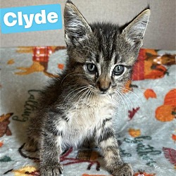 Photo of Clyde