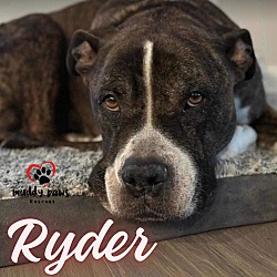 Thumbnail photo of Ryder (Courtesy Post) #4