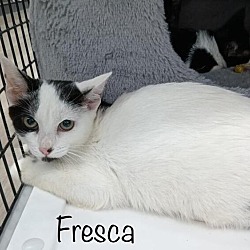 Thumbnail photo of Fresca #2