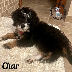 Thumbnail photo of Char #3