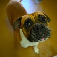adopt a pet