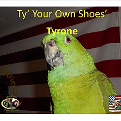 Thumbnail photo of Tyrone #1