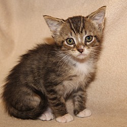 Thumbnail photo of Bobby (Bella's Kitten) #1