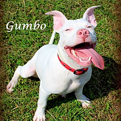 Thumbnail photo of Gumbo ~ meet me! #1