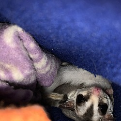 AZ Sugar Glider Rescue in Phoenix, Arizona