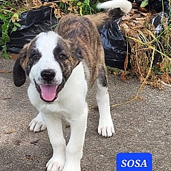 Photo of Sosa
