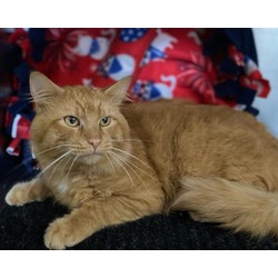 Photo of GARFIELD