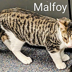 Thumbnail photo of Malfoy #2