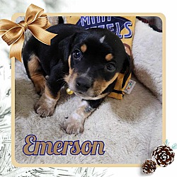 Thumbnail photo of Emerson #2