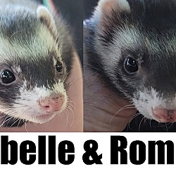 Photo of Isabelle & Romeo