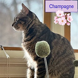 Photo of Mama Champagne of the Bubbly Bunch!