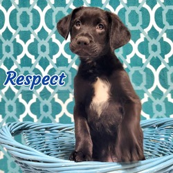Thumbnail photo of Respect #1