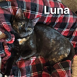 Photo of Luna *