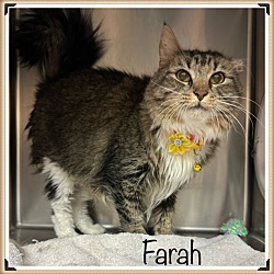 Photo of FARAH