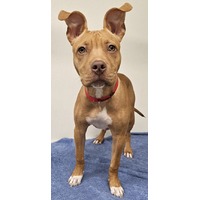adopt-pet