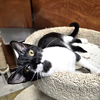 adopt a pet