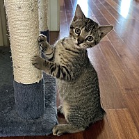 adopt a pet