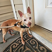 adopt a pet