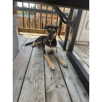 adopt-pet
