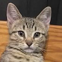 adopt-pet