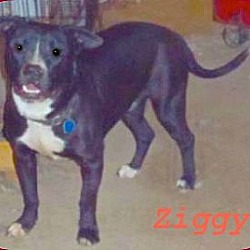 Thumbnail photo of Ziggy #2