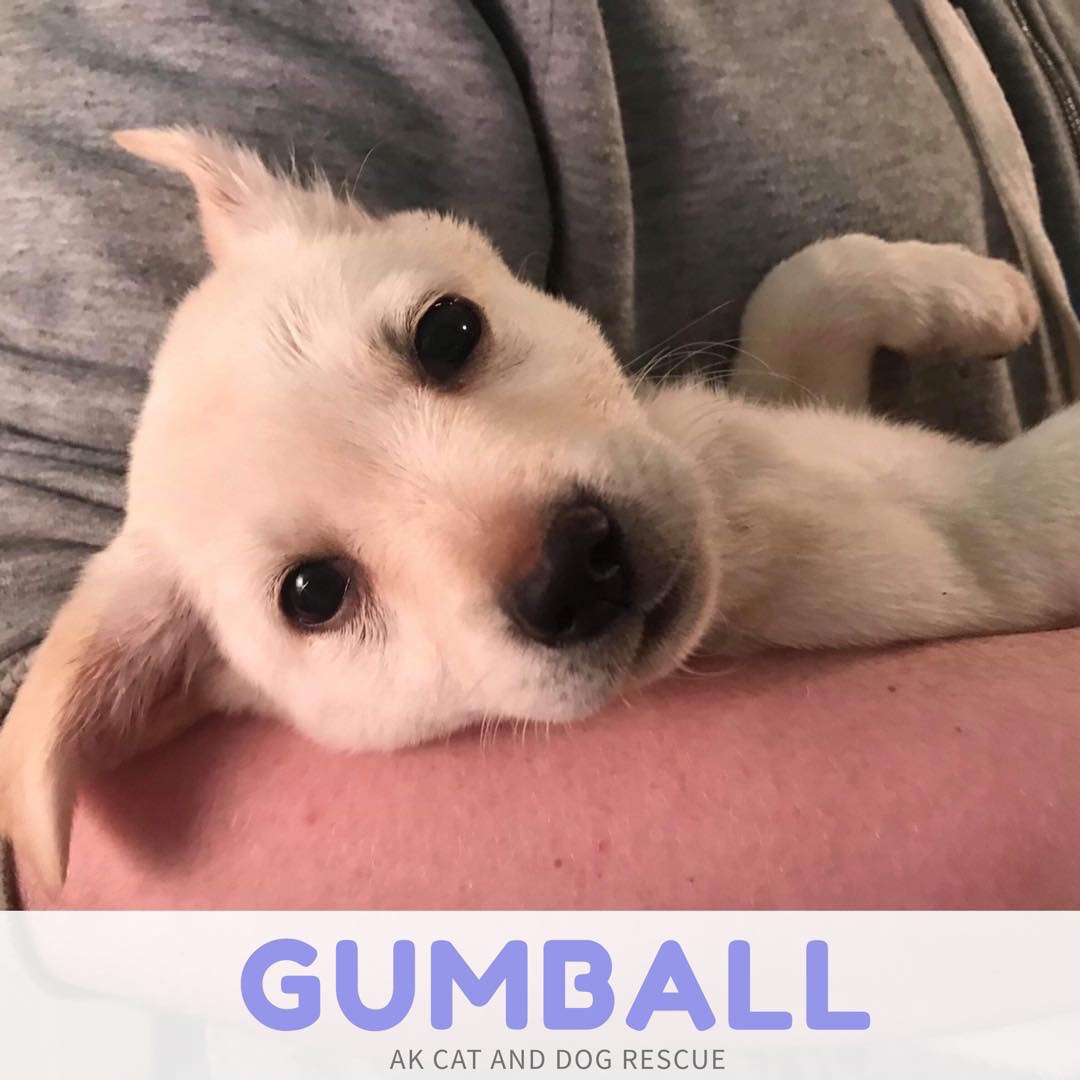 Wasilla Ak Husky Meet Gumball A Pet For Adoption