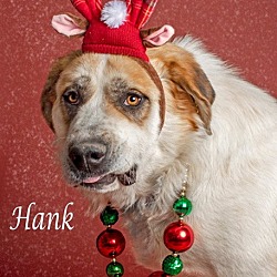 Thumbnail photo of HANK #3