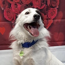 Photo of Watson