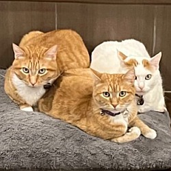 Photo of Mufasa, May, Mel