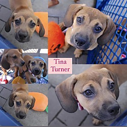 Photo of Tina Turner