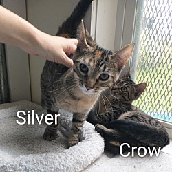 Thumbnail photo of Crow #2