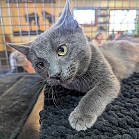 adopt a pet