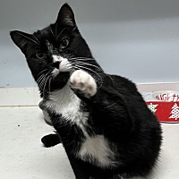 adopt a pet