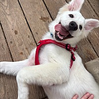 adopt a pet