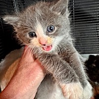 Adopt A Pet :: Higgins - Leonardtown, MD