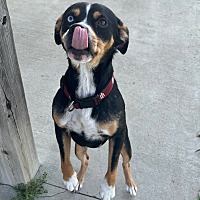 adopt a pet