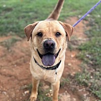 adopt a pet