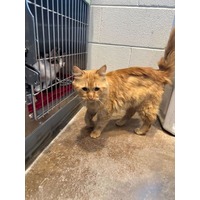 adopt-pet