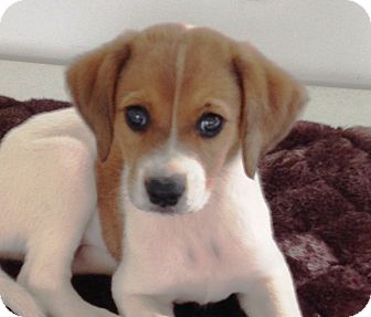 Kalamazoo Mi Labrador Retriever Meet Scout Lynn A Pet For Adoption