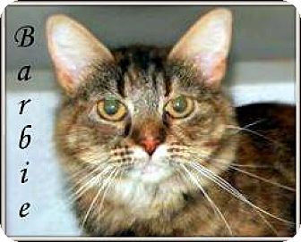 Ottumwa Ia Maine Coon Meet Barbie A Pet For Adoption