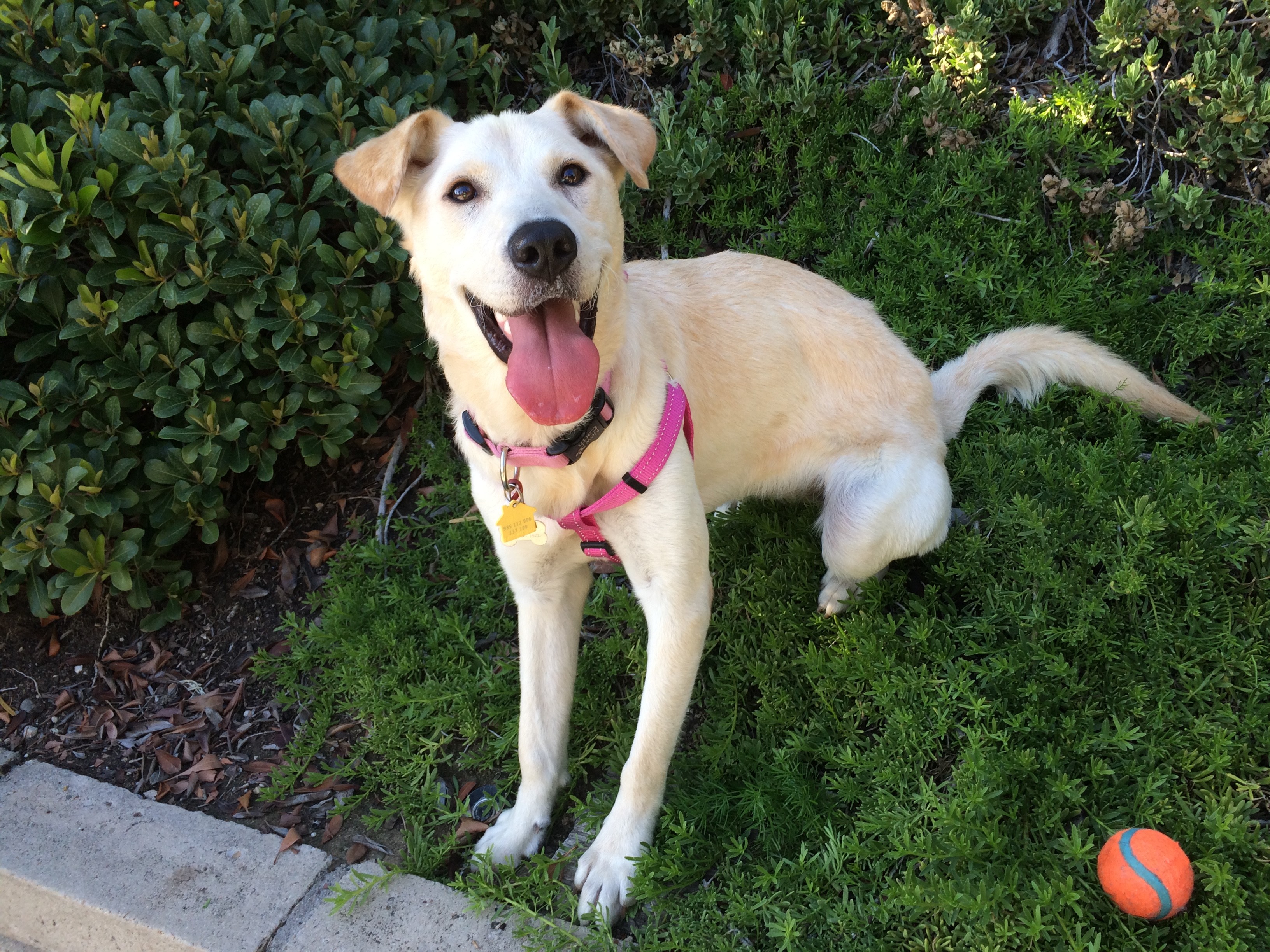 La Mirada Ca Jindo Meet Amber A Pet For Adoption