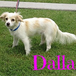 Thumbnail photo of Dallas #3
