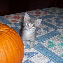 Thumbnail photo of Gwenie-Stunning Sept kitten #2