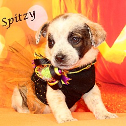 Thumbnail photo of Spitzy~adopted! #4